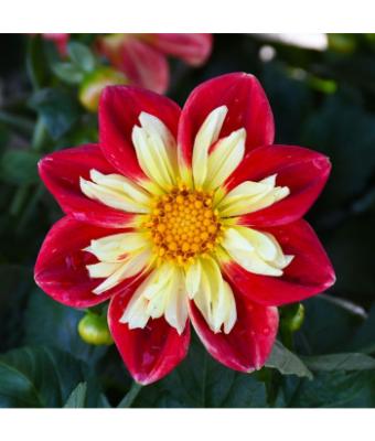 4.75T/10 DAHLIA RED/YELLOW