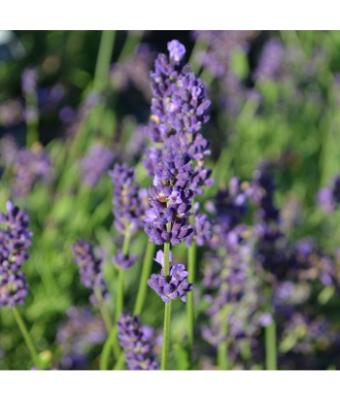 E4T/10 HERB LAVENDER