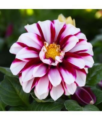 4.75T/10 DAHLIA CRIMSON PICOTEE