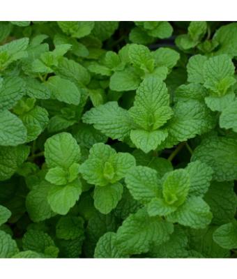 E4T/10 HERB MINT MOJITO