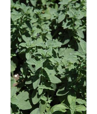 E4T/10 HERB OREGANO ITALIAN
