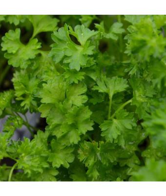 E4T/10 HERB PARSLEY CURLY