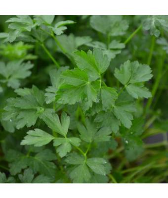 E4T/10 HERB PARSLEY ITALIAN