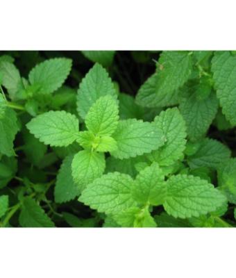 E4T/10 HERB PEPPERMINT