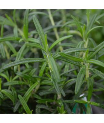 E4T/10 HERB ROSEMARY UPRIGHT