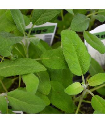 E4T/10 HERB SAGE COMMON