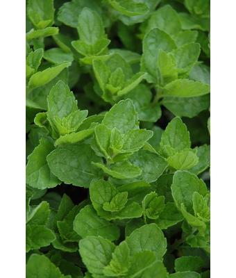 E4T/10 HERB SPEARMINT