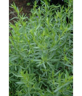 E4T/10 HERB TARRAGON FRENCH
