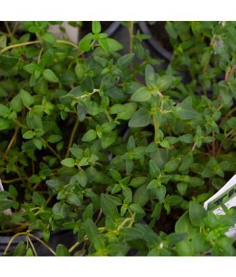 E4T/10 HERB THYME COMMON