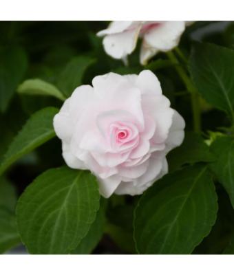 4.75T/10 DOUBLE IMPATIENS GLIMMER APPLE BLOSSOM