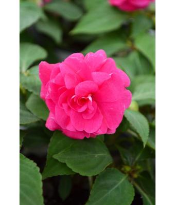 4.75T/10 DOUBLE IMPATIENS GLIMMER HOT PINK