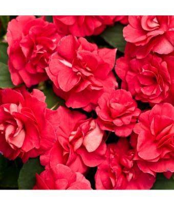 4.75T/10 DOUBLE IMPATIENS GLIMMER DARK RED