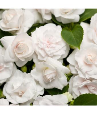 4.75T/10 DOUBLE IMPATIENS GLIMMER WHITE