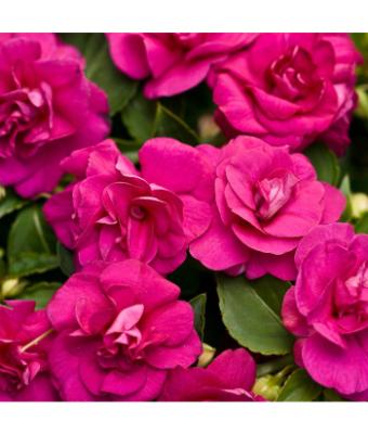 4.75T/10 DOUBLE IMPATIENS GLIMMER BURGUNDY