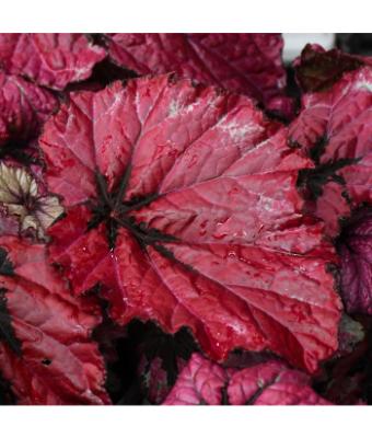 4.75T/10 BEGONIA REX T-REX RUBY SLIPPERS