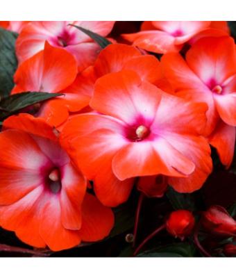 4.75T/10 NEW GUINEA IMPATIENS ORANGE ICE