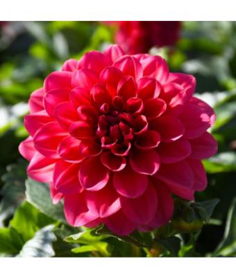 4.75T/10 DAHLIA NOVATION SALMON