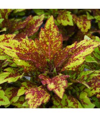 4.75T/10 COLEUS DOWNTOWN GREENVILLE