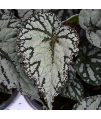 4.75T/10 BEGONIA REX SILVER LACE