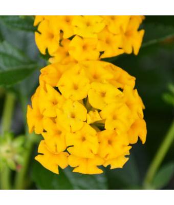 4.75T/10 LANTANA NEW GOLD YELLOW