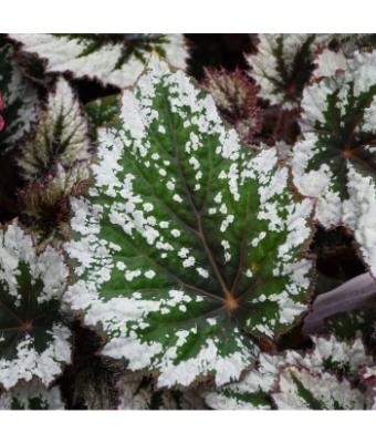 4.75T/10 BEGONIA REX SPIRIT