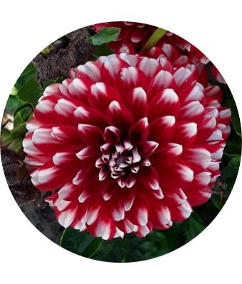 6.5T/3 DAHLIA CHERIE RED LACE