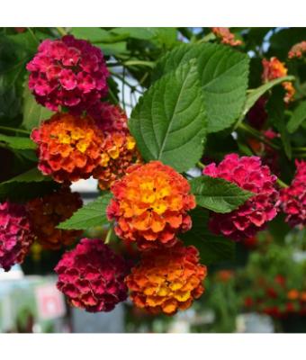 4.75T/10 LANTANA BANDOLERO CHERRY SUNRISE