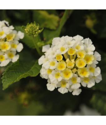 4.75T/10 LANTANA BANDOLISTA COCONUT