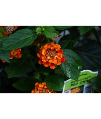 4.75T/10 LANTANA BANDOLISTA RED CHILI