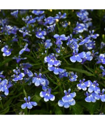 4.75T/10 LOBELIA MAGADI BLUE BAY