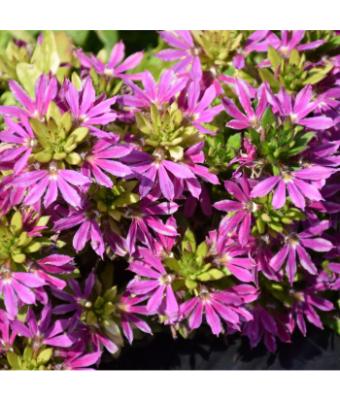 4.75T/10 SCAEVOLA SURDIVA FASION PINK
