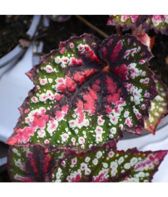 4.75T/10 BEGONIA REX T-REX ST NICK