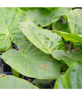 6.5T/3 EE ALOCASIA CALIDORA GREEN