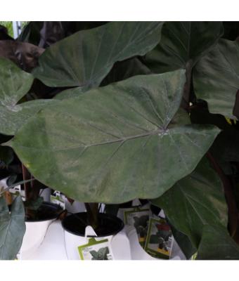 6.5T/3 EE ALOCASIA METAL HEAD