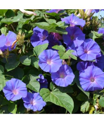 4.75T/10 MORNING GLORY HEAVENLY BLUE