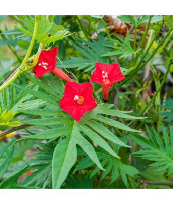 4.75T/10 MORNING GLORY CARDINAL CLIMBER
