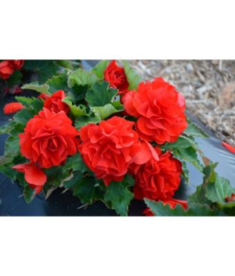 4.75T/10 BEGONIA NONSTOP JOY RED