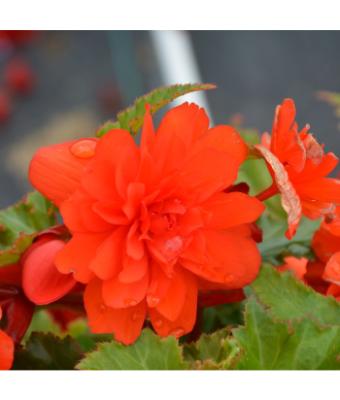 4.75T/10 BEGONIA NONSTOP JOY ORANGE