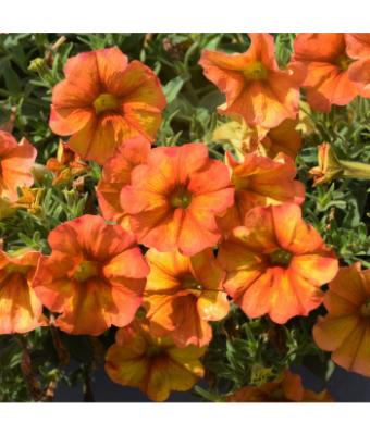 4.75T/10 PETUNIA SUPERCAL SUNSET ORANGE