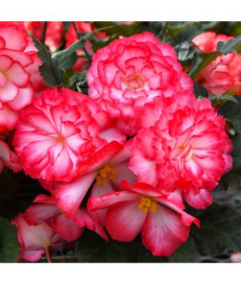 4.75T/10 BEGONIA NONSTOP JOY ROSE PICOTEE
