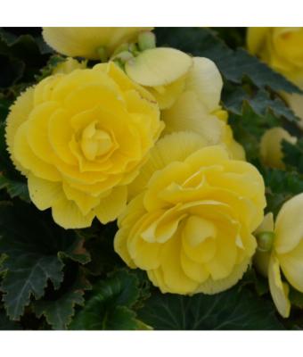 4.75T/10 BEGONIA NONSTOP JOY YELLOW