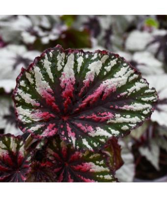 4.75T/10 BEGONIA REX T-REX PAINTERS PALLETTE