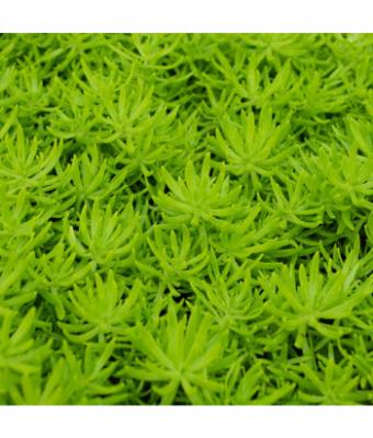 4.75T/10 SEDUM LEMON BALL