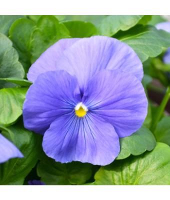 4.75T/10 PANSY TRUE BLUE