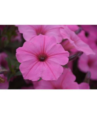 4.75T/10 PETUNIA SUPERTUNIA VISTA BUBBLEGUM