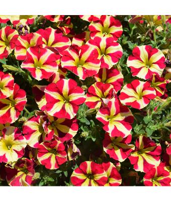 4.75T/10 PETUNIA SLING SHOT CHERRY TARTWHEEL