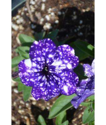 4.75T/10 PETUNIA HEADLINER NIGHT SKY