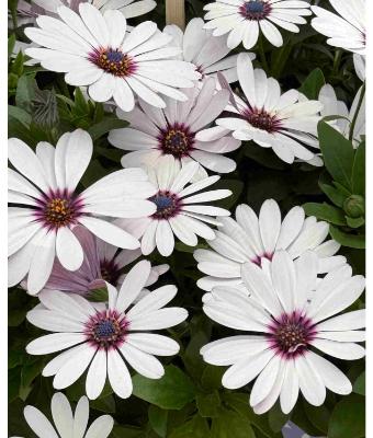 4.75T/10 OSTEOSPERMUM BESTIES TRUSTY AMETHYST