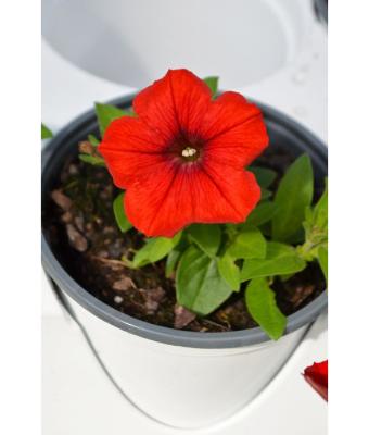 4.75T/10 PETUNIA SURFINIA DEEP RED