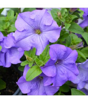 4.75T/10 PETUNIA SURFINIA HEAVENLY BLUE